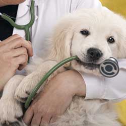 Pets and Vets Care